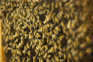 Bees