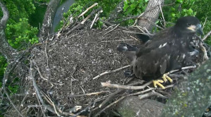Eagle
