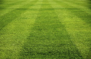 Grass ts