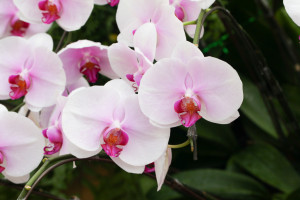 Plants