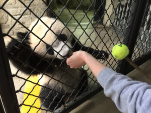 Reward ball