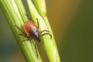 Tick