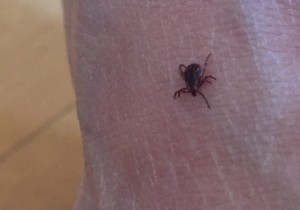 Tick
