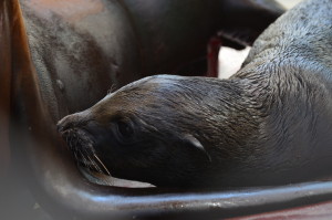Sea lion