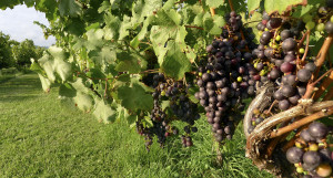 Virginia Wine
