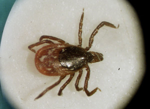 Deer Tick