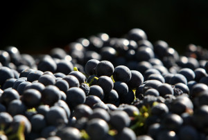 Organic Winery In Napa Valley Begins In Harvest