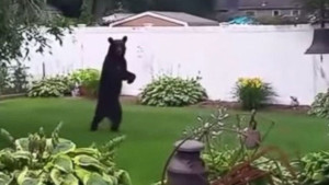 Bear pedals