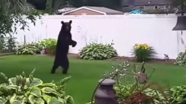 Bear pedals