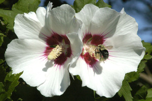 Pollinator