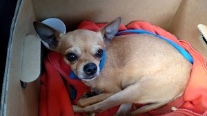 Chihuahua4