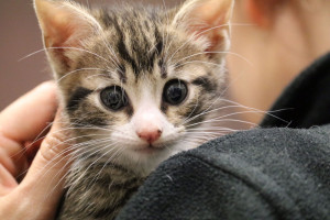 Kitten