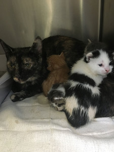 Kittens