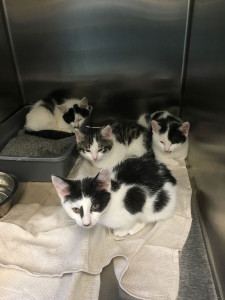 Kittens