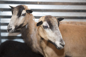 Sheep1