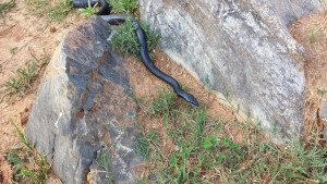 Snake