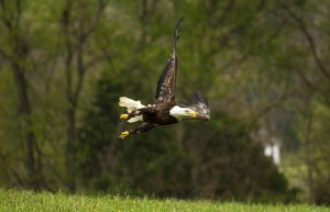 Bald eagle flying