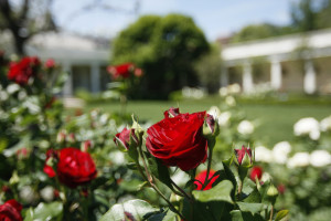 White House Gardens
