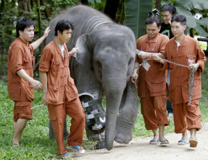 Thailand Elephant Artificial Leg