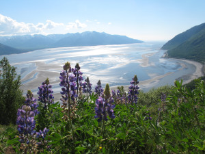 Alaska Wildlflowers