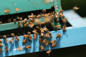 Jakarta Bee Center Uses Bee Stings To Treat Disease