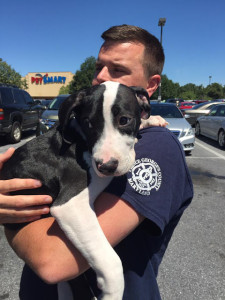 PGFD dogs