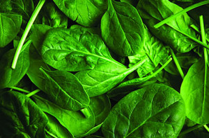 SPINACH