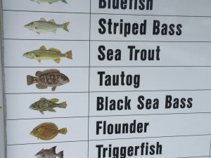 Tautog story