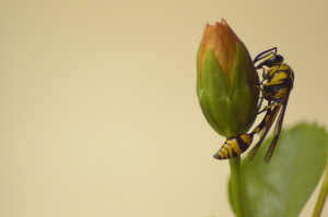 Wasp on flower