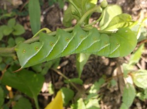 WTOP 2014; hornworm