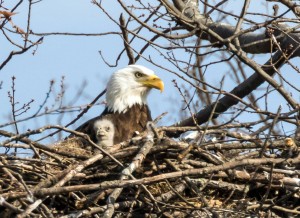 BabyeagleMarch2015 CROPPED