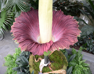 Cropped Peak bloom 2013 from above corpse flower