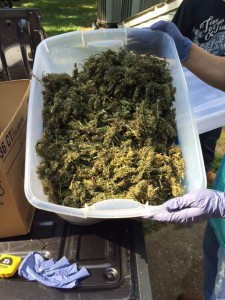 Marijuana