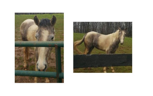 Missing horse edited