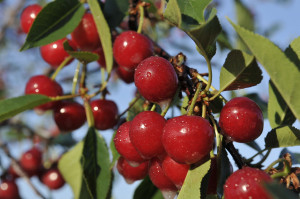 Plump Sour Cherries ( John L. Russell/Cherry Marketing Institute via Getty Images)