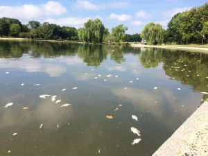 081616 dead fish iannelli