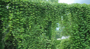 081716 kudzu