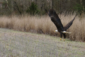 082216 eagles