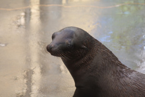 Sea lion