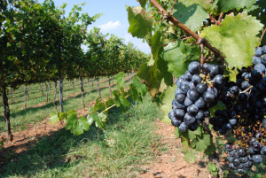 Travel Trip Virginia Vineyards