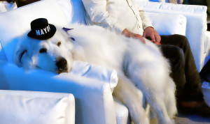 Pets World Dog Awards