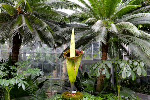 CORPSE FLOWER 2 AUGUST