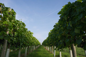 Grape Harvest Begins At The Most Northerly Commercial Vineyard In England