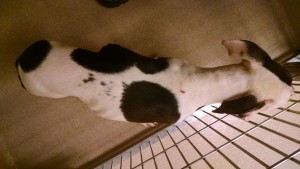 Rascal abandoned puppy Germantown