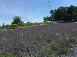 Lavender Farm