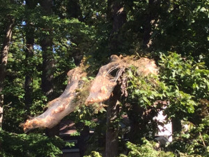 WTOP 2016 webworms