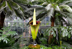 Corpseflower botanicgarden