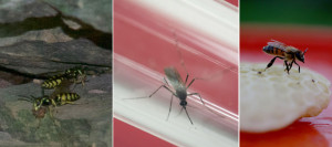 Insects comp