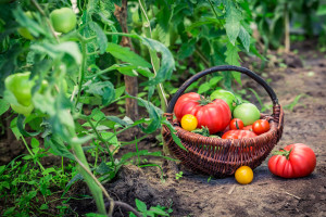 Healthy tomatoes on ground