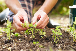 Close of man gently planting seedlings in fresh earth